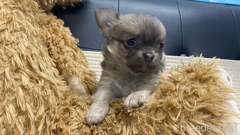 成約済の兵庫県のチワワ(ロングコート)-343438の4枚目